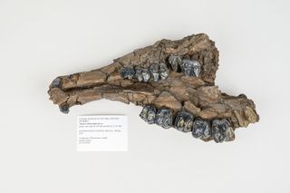 Lower jaw bone of a tapir.