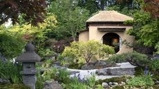 Japanese maple trees in shade of red and green, growing on the Japanese Tea Garden, designed by Kazuyuki Ishihara, seen at the RHS Chelsea Flower Show 2025