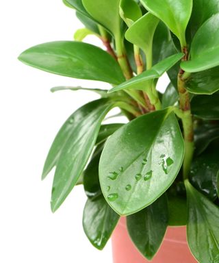 Water on leafy houseplant