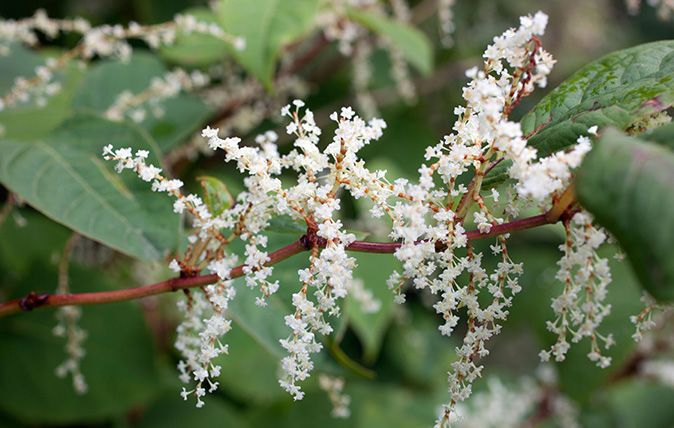 C7WPBJ Japanese Knotweed; Reynoutria japonica; cornwall; UK