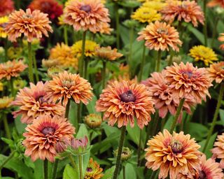 Rudbeckia Enchanted Sun black-eyed Susan