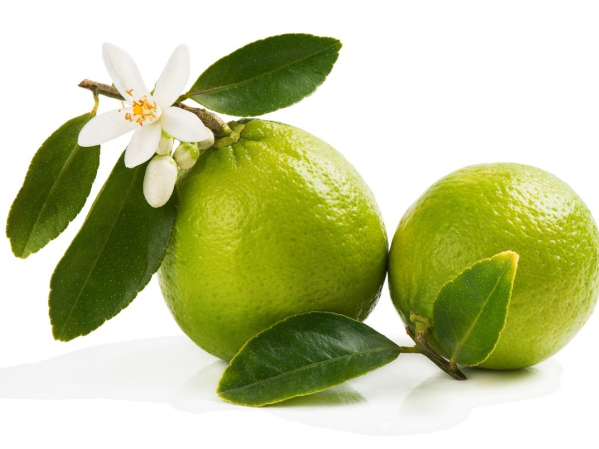 How To Fix Lime Tree Blossom And Fruit Drop Gardening Know How