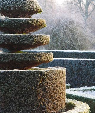 topiary covered in frost