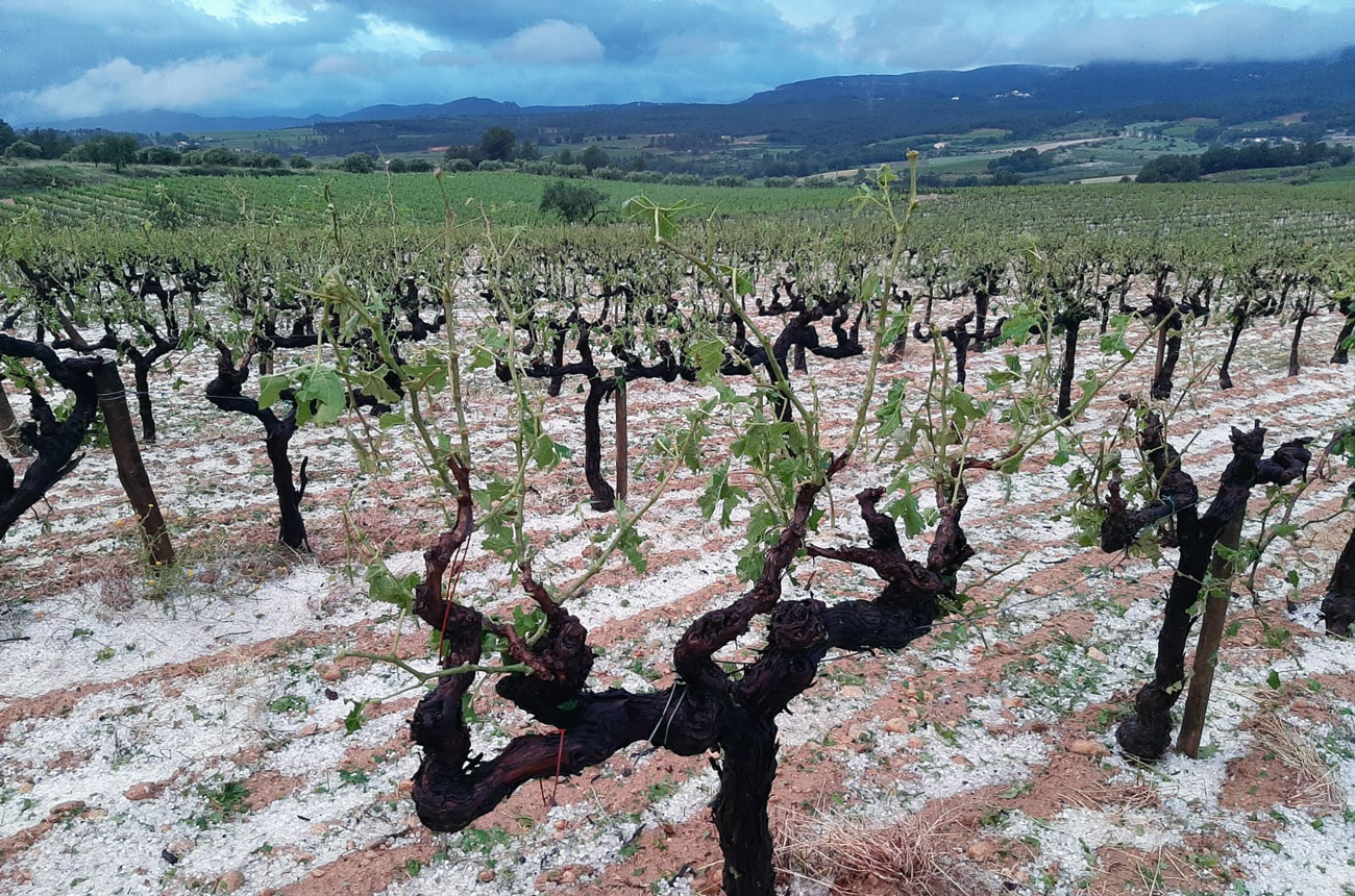 Penedes_hailstorm_Vinya_Anoia_AltPenedes_Bages_FontRubi.jpg