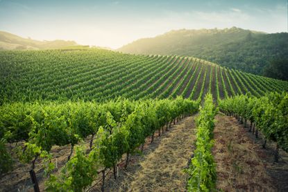A vineyard in Napa Valley