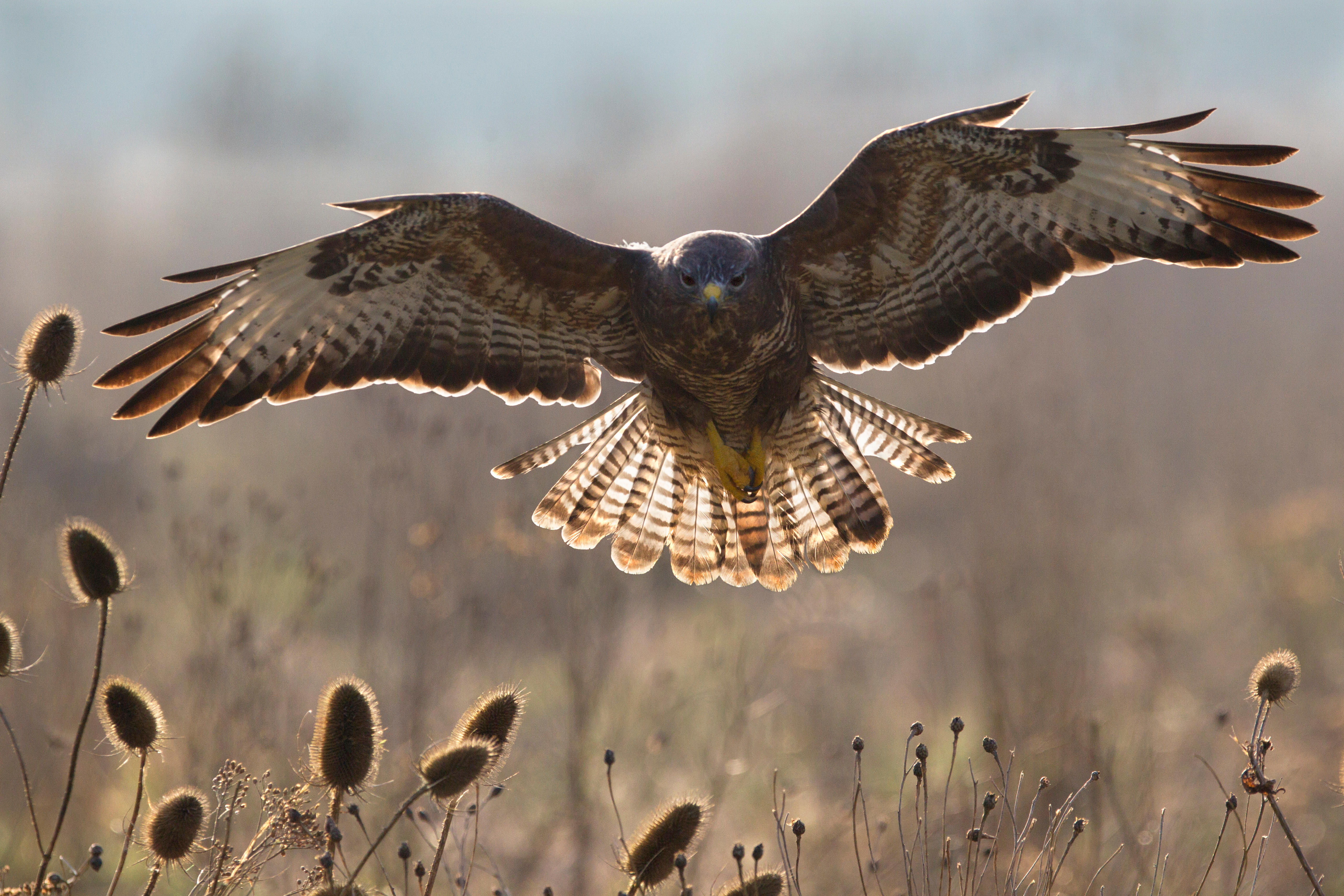 A common buzzard with its wings spread above a meadow and backlit by the sun