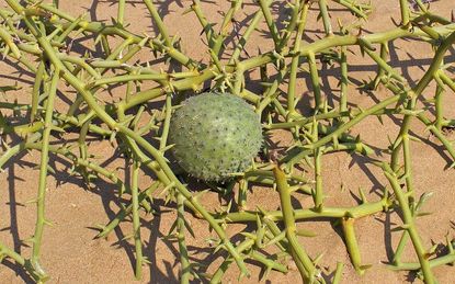 Nara Melon Plants