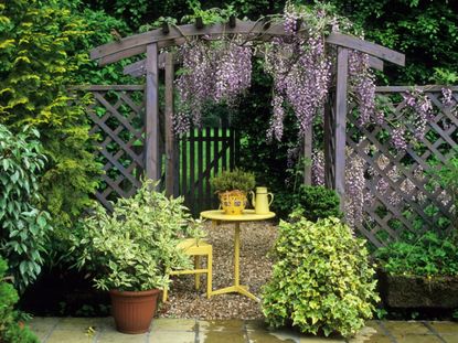 Purple Flowering Vines Climbing Up A Pergola In The Garden