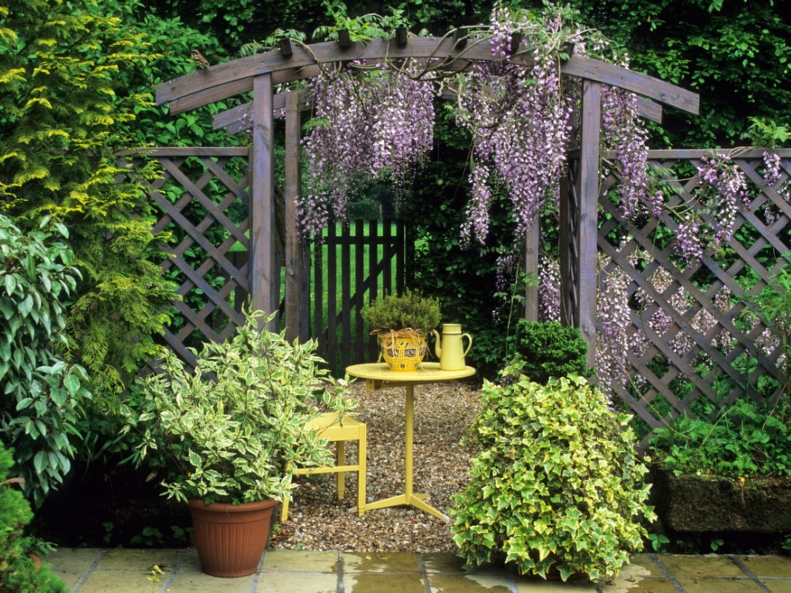 Pergola Plants: What Are The Best Plants For A Pergola?