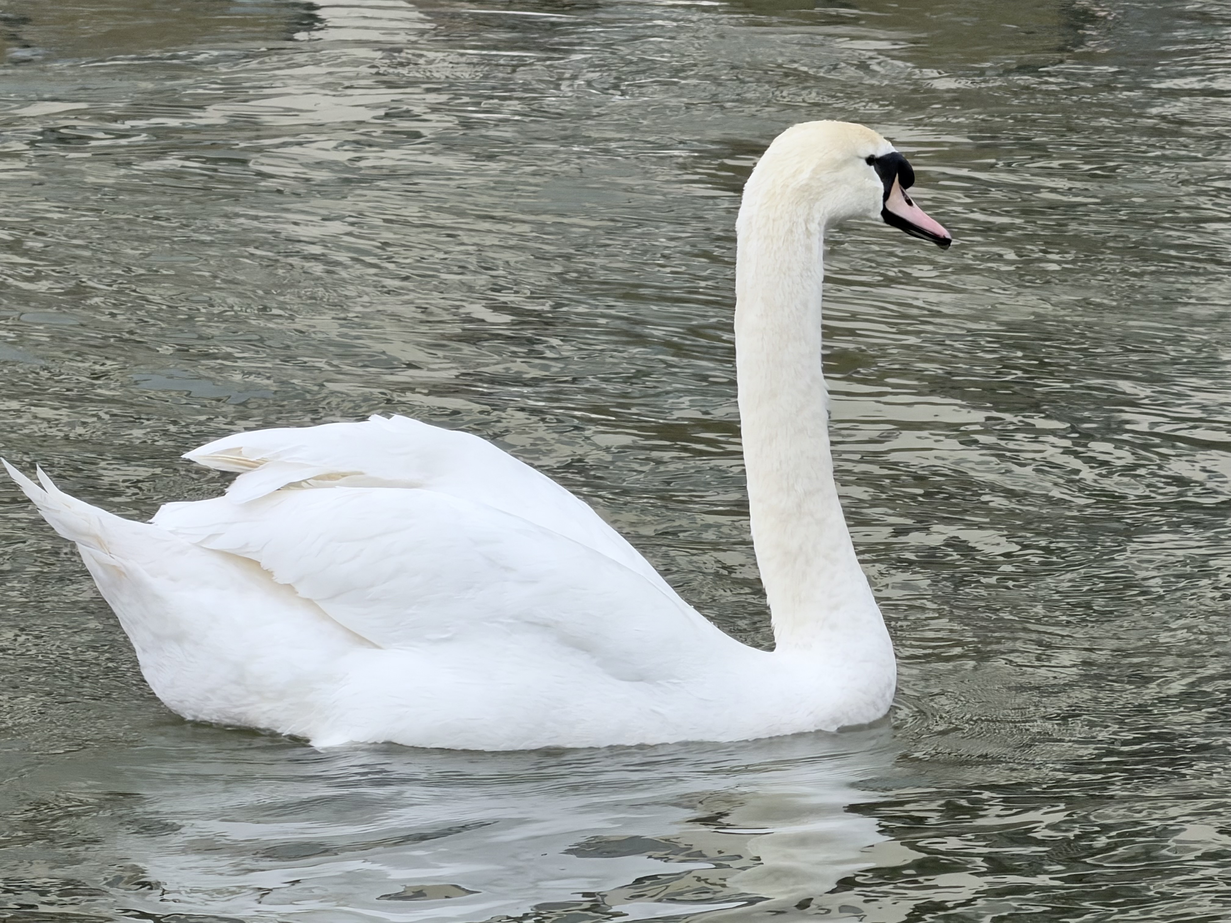 An image of a swan shot on the iPhone tele 10x lens