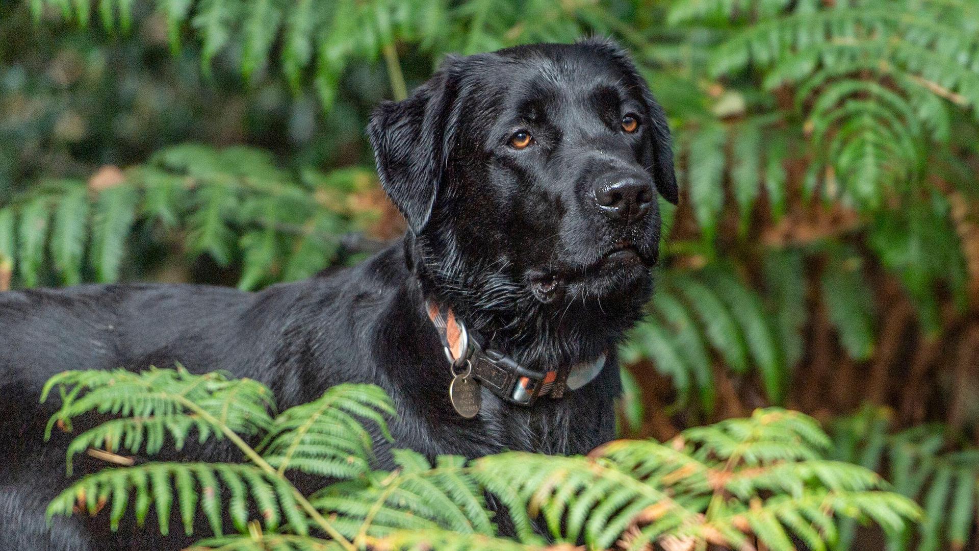 Black labrador in ferns