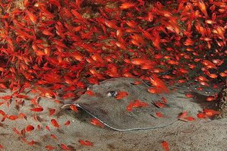 sting-ray-cardinal-fish-02