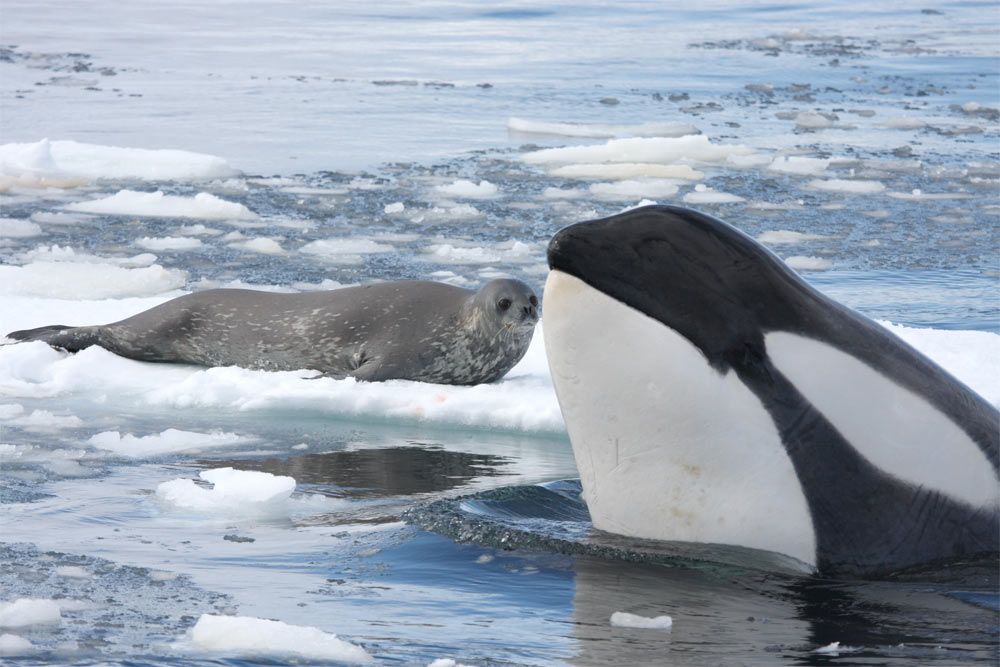 Killer whale and Weddell seal.