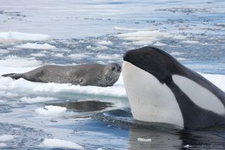 Killer whale and Weddell seal.