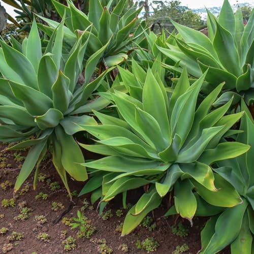 Large Foxtail Agave Plant Live, Green Agave Succulent Plant Cactus, 1 Year Old, 8" in Tall in 4" Pot for Outdoor, Very Hardy