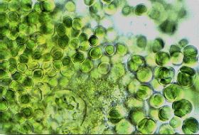 A photomicrograph of the cyanobacteria Chroococcidiopsis, enlarged 100 times.