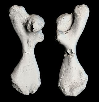 3d scan of ancient sea turtle bones