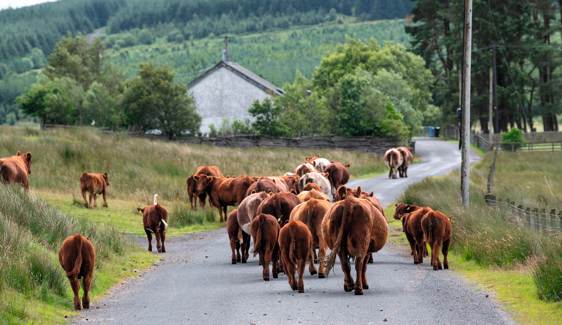 Cows on their way from one place to another across a field