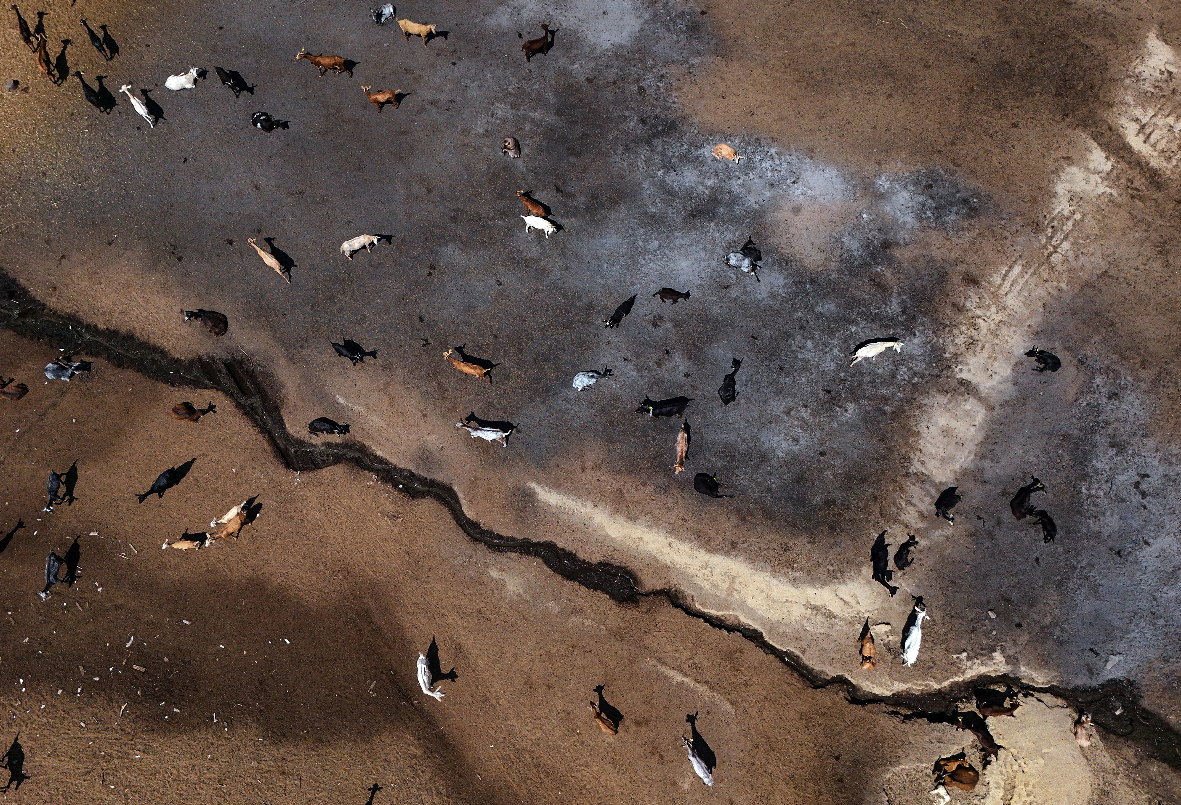 TOPSHOT - This aerial picture taken with a drone shows a herd of goats on the scorched ground of a farm damaged by a wildfire near Pelayos de la Presa, 65 kilometres west of Madrid, on July 30, 2026. Spanish Prime Minister Pedro Sanchez today lifted the state of emergency over the wildfires in Madrid and Avila regions that forced the evacuations of tens of thousands of people. Wildfires have stopped spreading and there are "almost no flames", Spanish authorities said. But they warned that the ongoing heatwave threatens a resurgence of fire in areas west of Madrid, where more than 25,000 hectares (61,776 acres) have already gone up in smoke. (Photo by OSCAR DEL POZO / AFP via Getty Images)