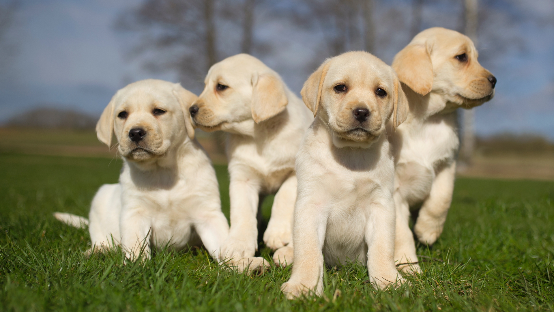 Yellow labrador puppies outside