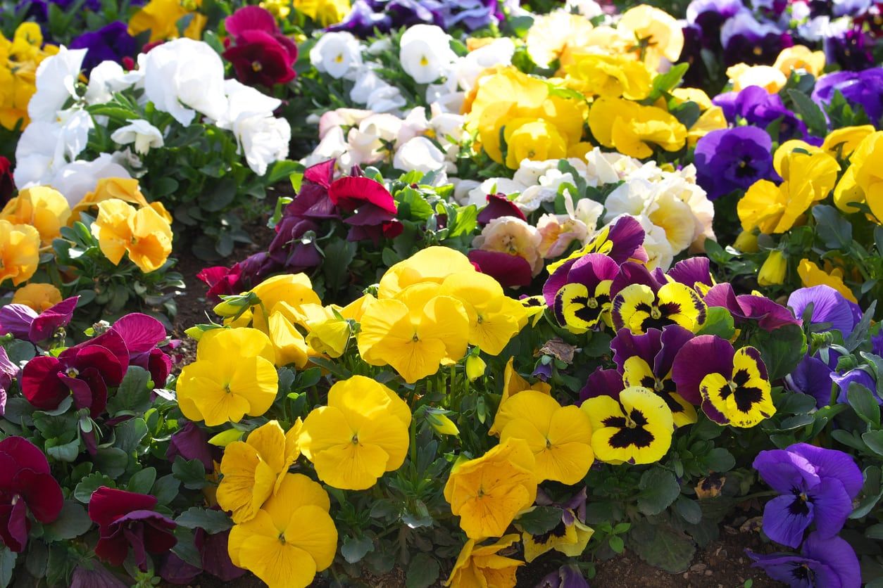 Pansy Flowers Of All Colors