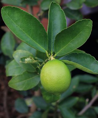 Citrus latifolia or Tahitian Limes growing on a tree