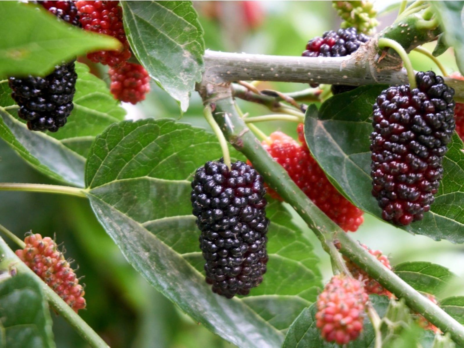 Preventing Mulberry Fruit - Information On How To Sterilize Mulberry ...