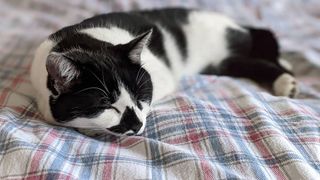 Can cats sleep with their eyes open and is it normal?