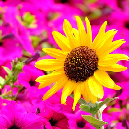 Sunflower head blooming bright against a sea of pink flowers