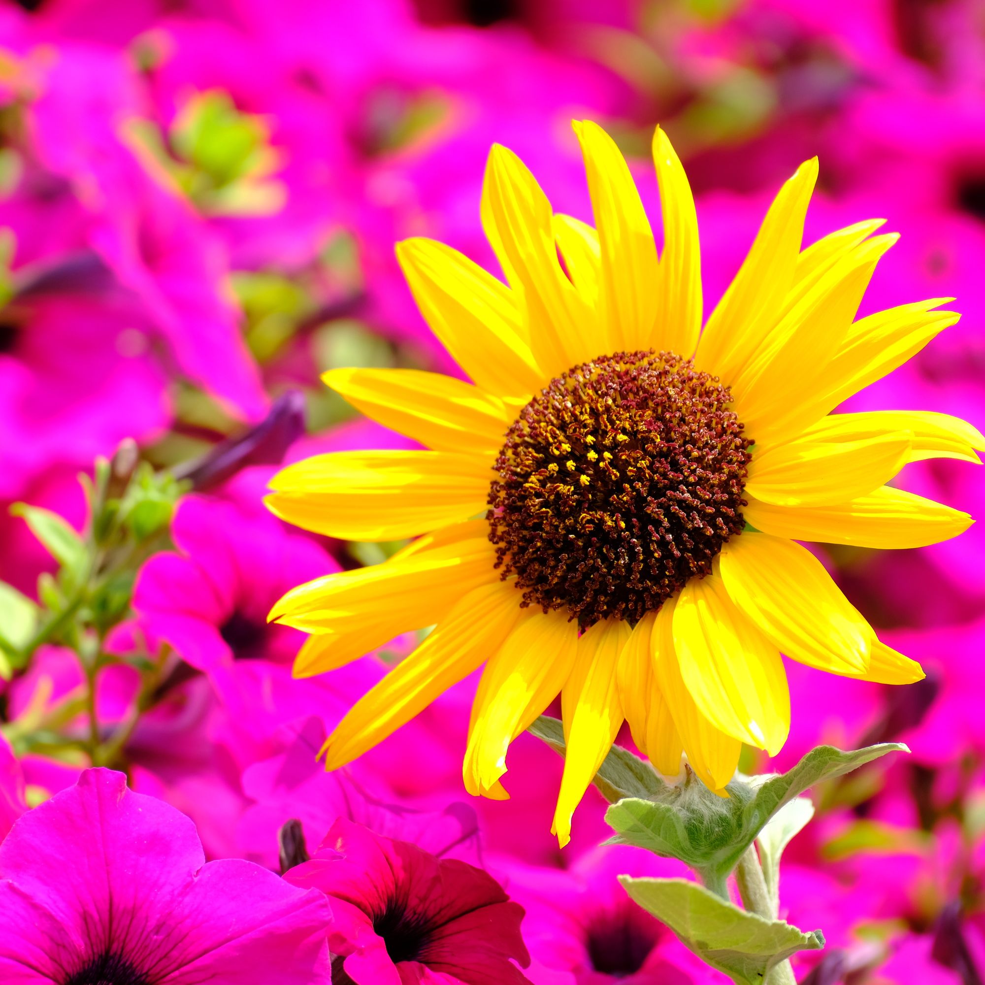 Sunflower head blooming bright against a sea of pink flowers