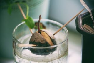 An avocado plant growing from pit