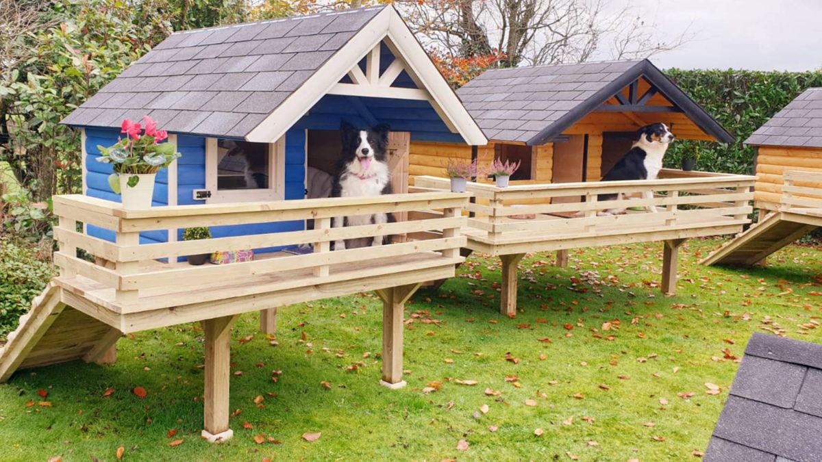 Man builds extraordinary dog cabin for his Border Collie and sets up ...