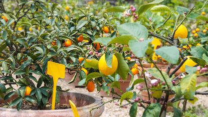 best fruit trees to grow in pots: citrus fruit trees growing in pots
