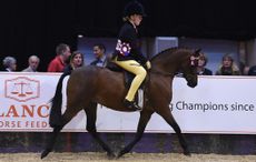 HorseNo1431_HOYSPN15_50633.jpg