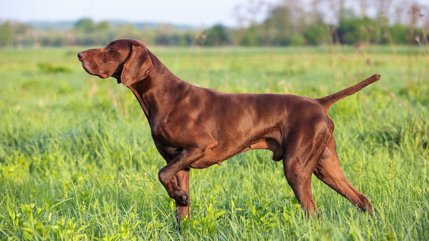 German Shorthaired pointer gundog breed, pointing