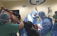 2-NEH-Foal-being-delivered-by-caesarean-section.jpg