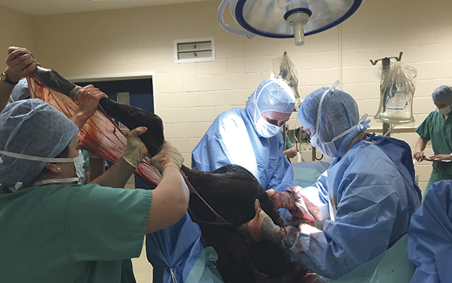 2-NEH-Foal-being-delivered-by-caesarean-section.jpg