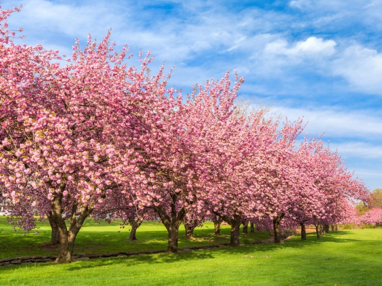 Lane Of Pink Flowering Trees