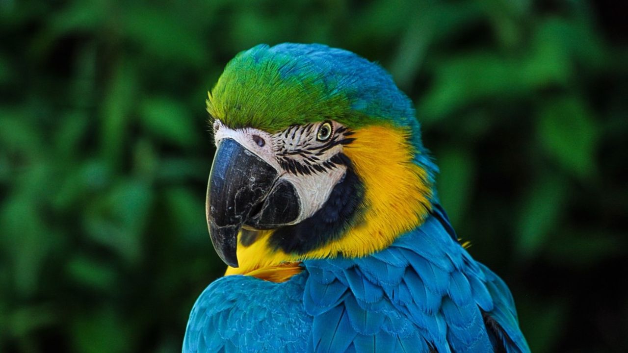 A parrot 