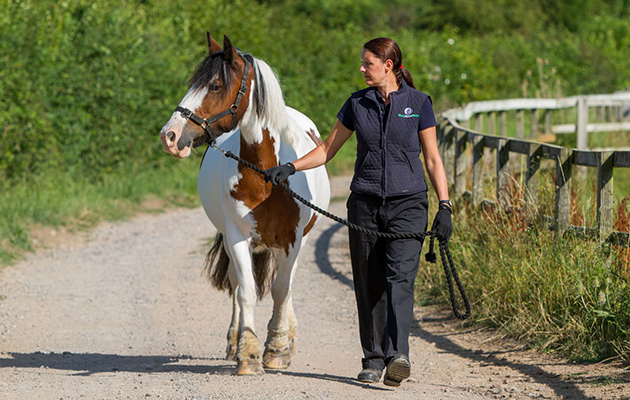 World-Horse-Welfare-May-21.jpg