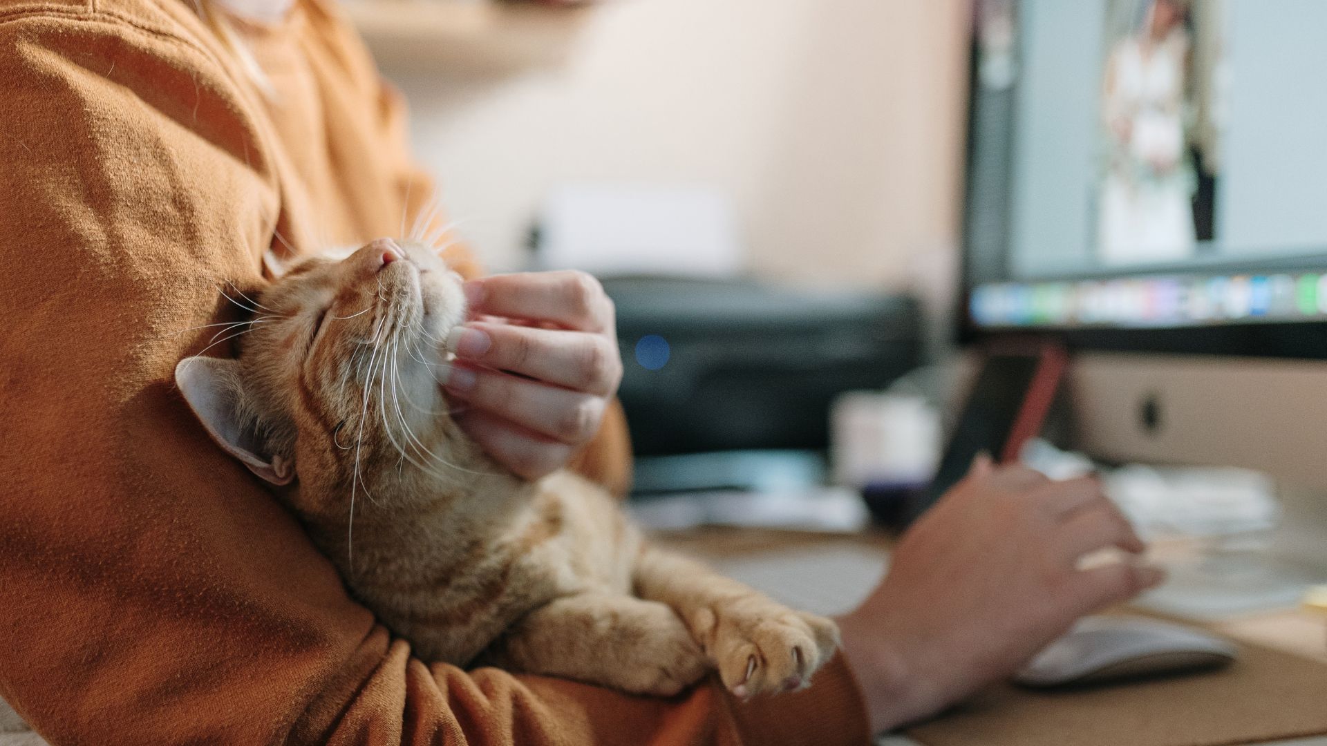 Woman sitting at the computer with her cat