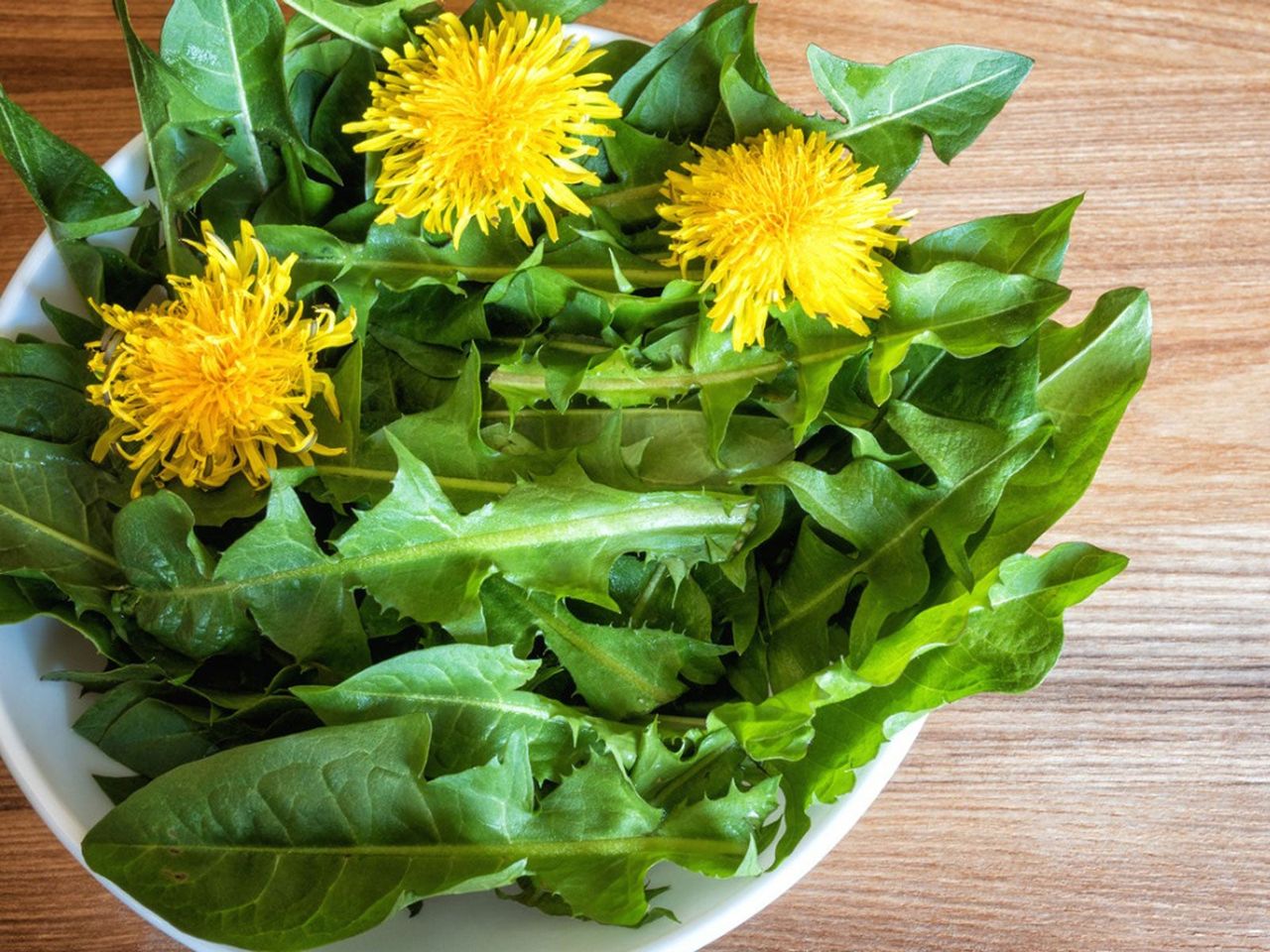 Bowl Full Of Dandelion Plants