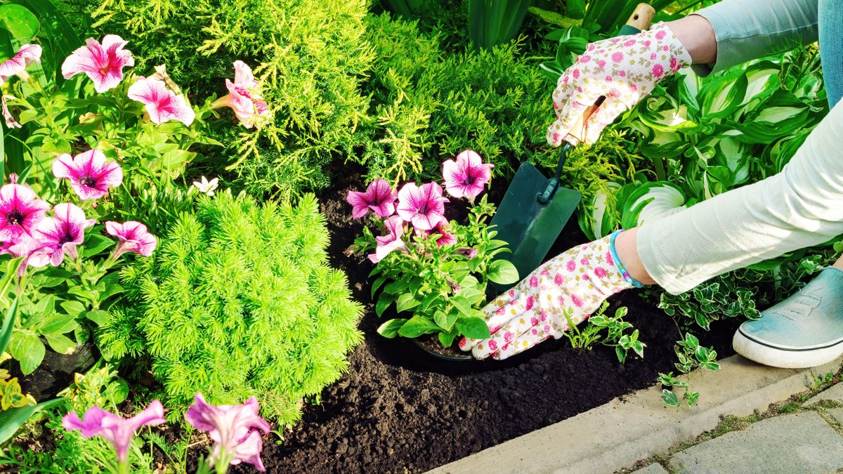 A plant being added to a flower bed with a trowel