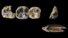 Fossilized hominin teeth on a black background.