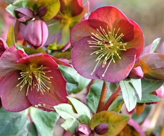 hellebore plants with pink flowers