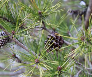 virginia pine needles and cones on tree