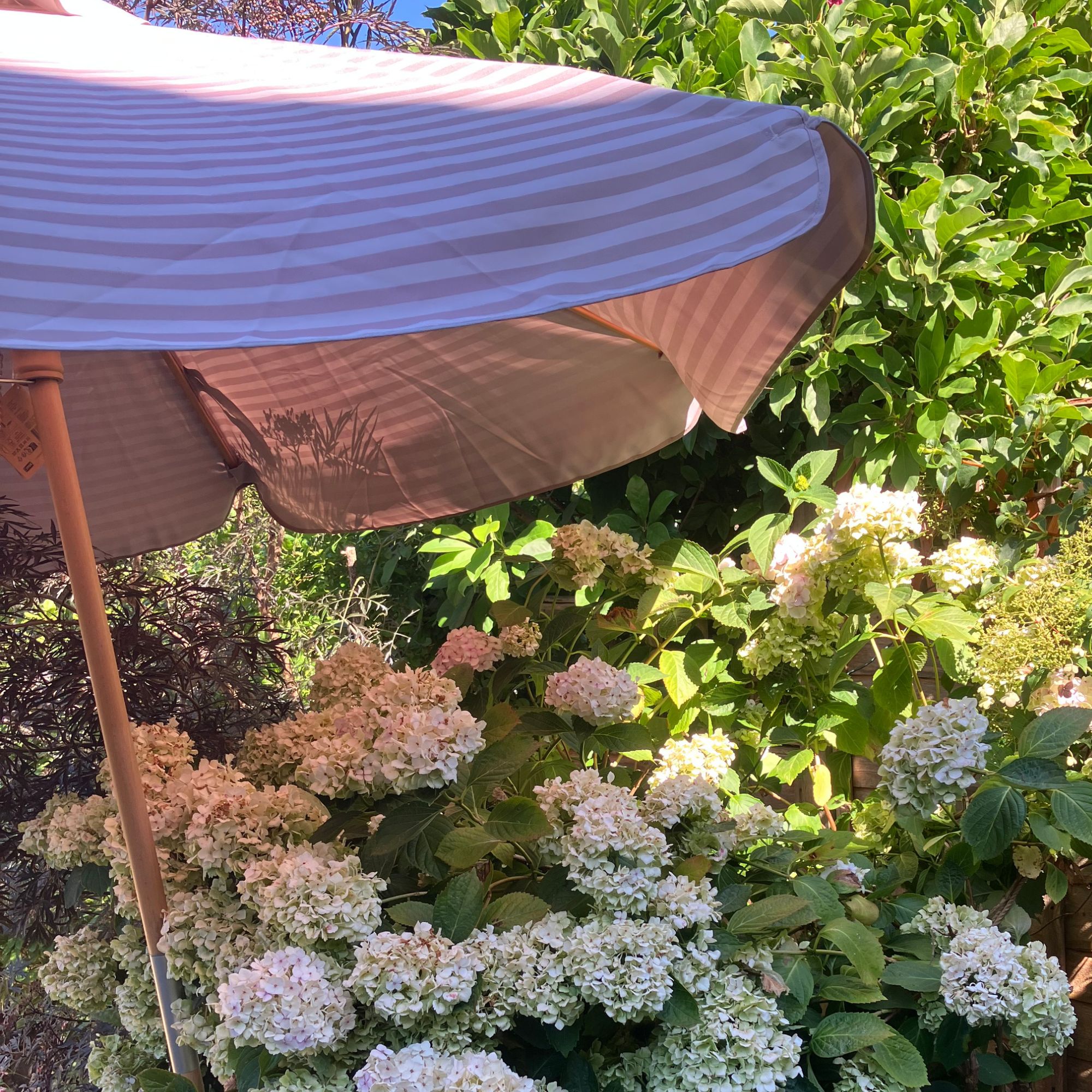 hydrangeas under parasol