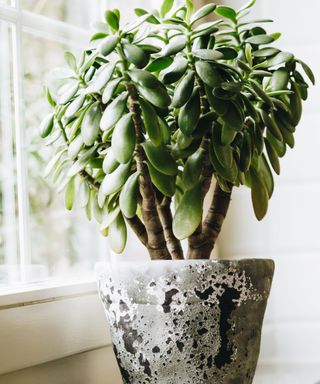 jade plant in ceramic pot on windowsill