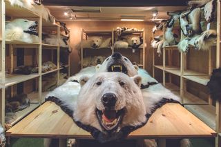 Polar bear skins in storage, polar bear skin trade