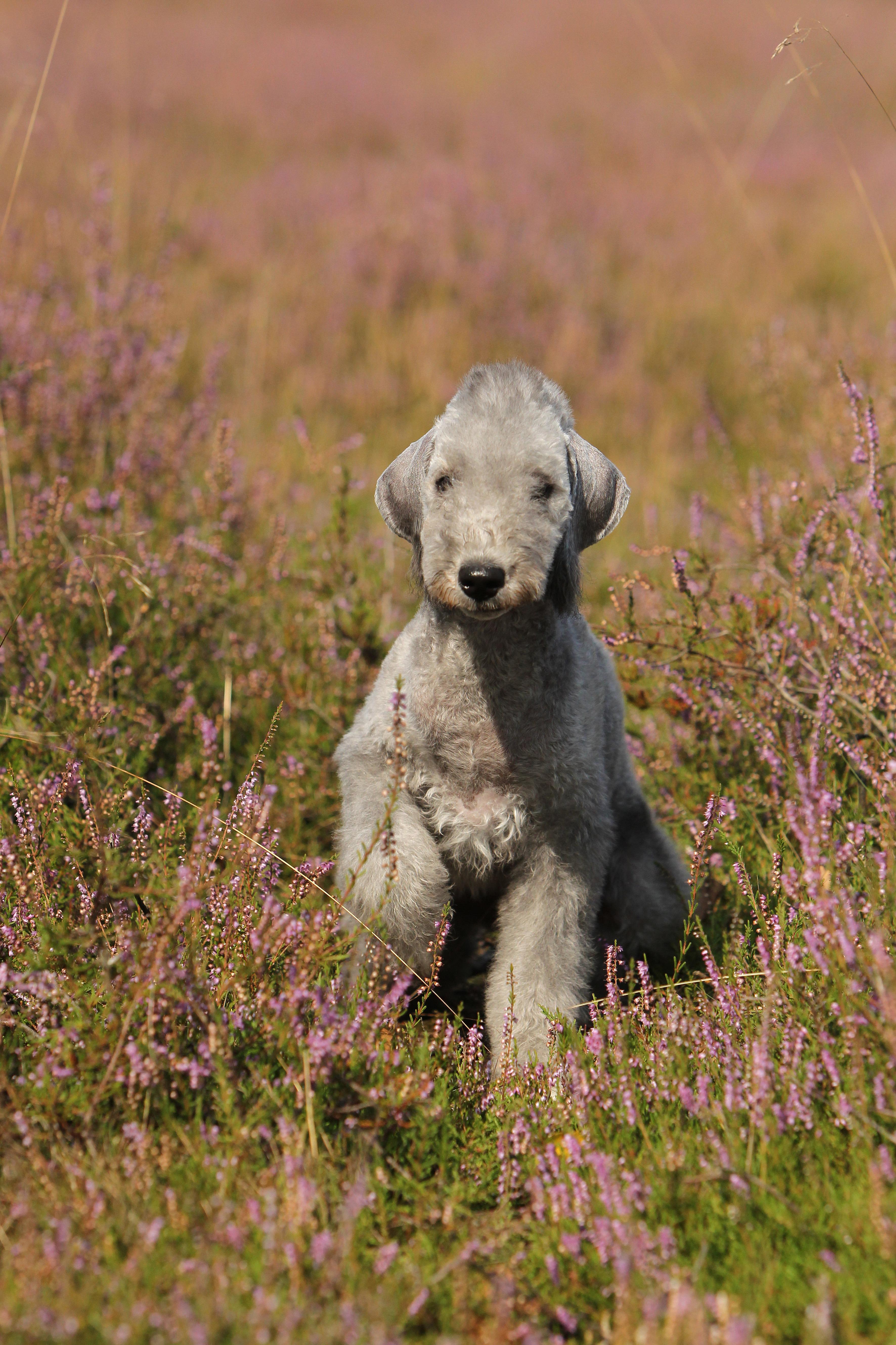 A Bedlington Terrier sits in a field of purple heather, its silver-grey coat blending with the blooms.